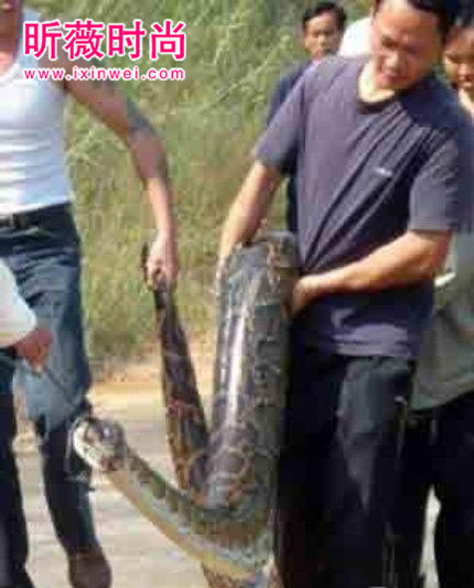 辽宁工地挖出百岁蛇精震惊全国