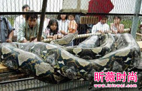 辽宁工地挖出百岁蛇精震惊全国