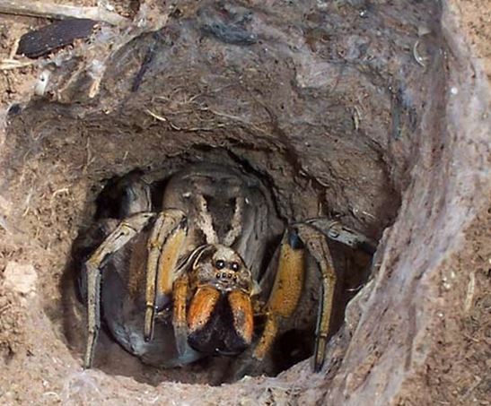 男子发现奇怪洞口:查看后被吓得连退几步(图) 男子发现奇怪洞口:查看后被吓得连退几步(图)