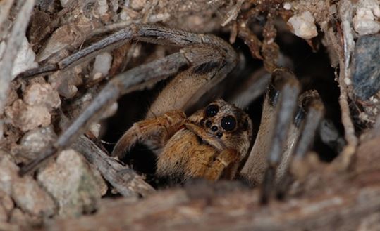 男子发现奇怪洞口:查看后被吓得连退几步(图) 男子发现奇怪洞口:查看后被吓得连退几步(图)