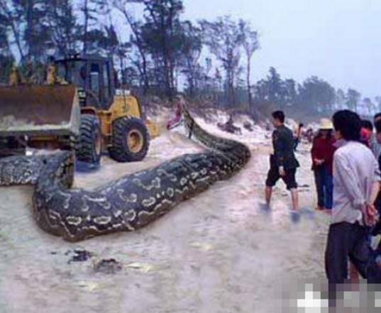 震惊!修路基地竟挖出千年巨兽(组图) 震惊!修路基地竟挖出千年巨兽(组图)