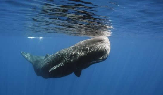 渔夫捡到一块臭石头 竟是价值数百万（图）