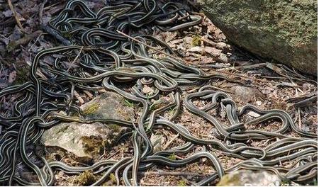 农村劳动竟发生怪事 想起都后怕!（组图）