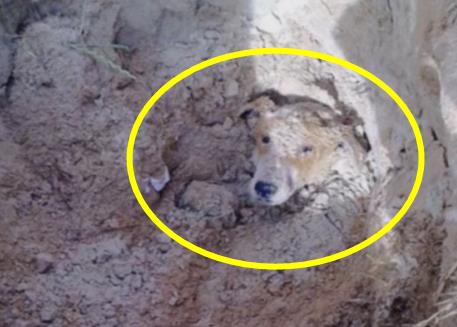 深坑发出呻吟声 女子靠近后现心碎一幕（图）