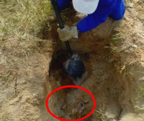 深坑发出呻吟声 女子靠近后现心碎一幕（图）