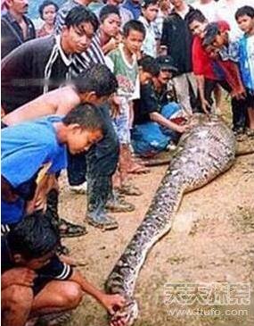 村民解剖巨蟒:肚里现惊人一物（图）