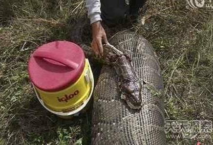 村民解剖巨蟒:肚里现惊人一物（图）