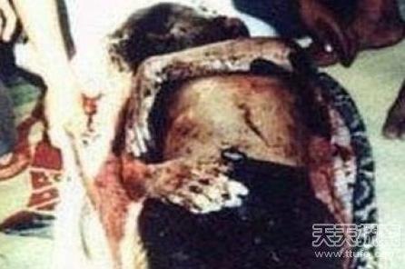 村民解剖巨蟒:肚里现惊人一物（图）