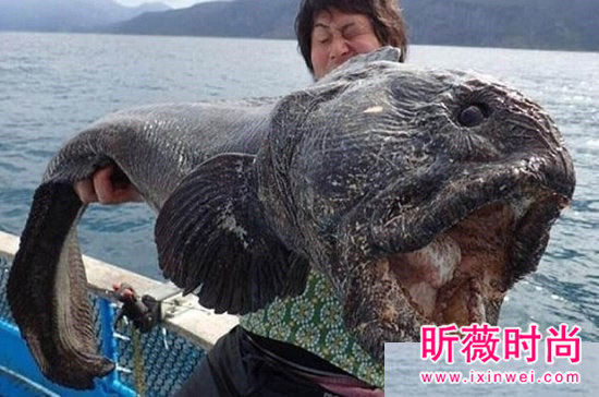 渔民捕获巨型狼鱼 巨型狼鱼身长多少(图) 渔民捕获巨型狼鱼 巨型狼鱼身长多少(图)