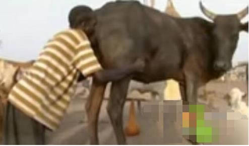 男子竟对牛屁股吹气:竟是为这!