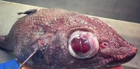 深海带鱼世界上最丑的鱼：深海带鱼丑陋的像怪物（图）