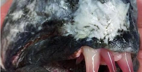 深海带鱼世界上最丑的鱼：深海带鱼丑陋的像怪物（图）