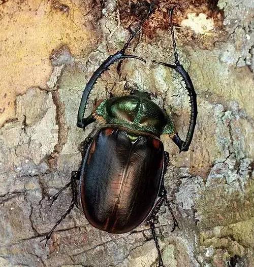 抓到这种虫子别放 一只值几十万(组图) 抓到这种虫子别放 一只值几十万(组图)