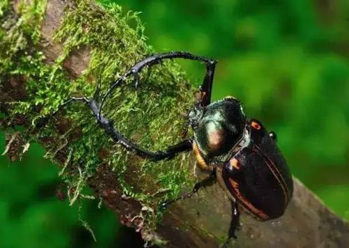抓到这种虫子别放 一只值几十万(组图) 抓到这种虫子别放 一只值几十万(组图)