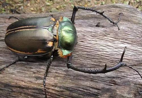 抓到这种虫子别放 一只值几十万(组图) 抓到这种虫子别放 一只值几十万(组图)