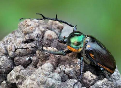 抓到这种虫子别放 一只值几十万(组图) 抓到这种虫子别放 一只值几十万(组图)