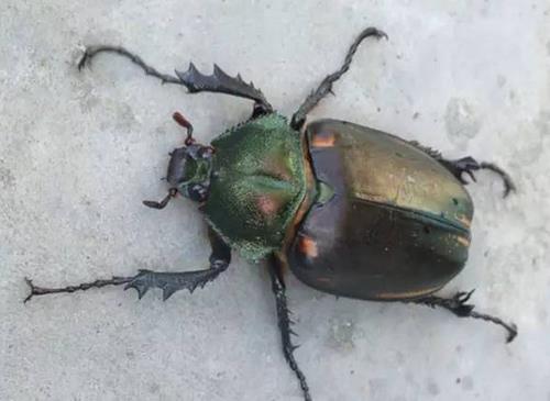 抓到这种虫子别放 一只值几十万(组图) 抓到这种虫子别放 一只值几十万(组图)