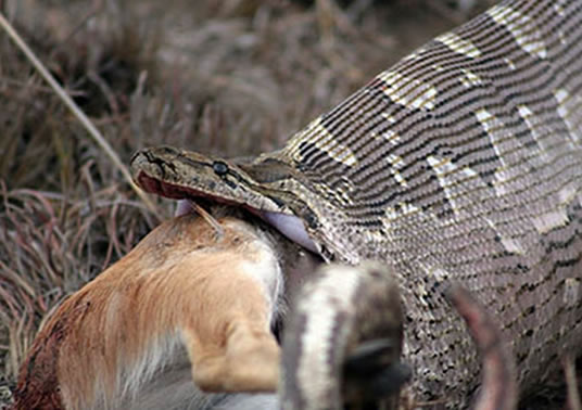 农夫捕获一条巨蟒:怎料体内83枚蛇卵(图) 农夫捕获一条巨蟒:怎料体内83枚蛇卵(图)