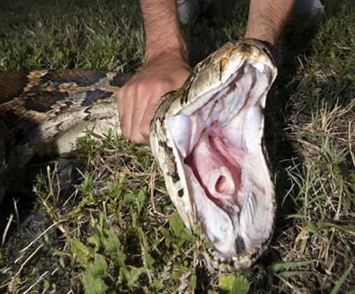 农夫捕获一条巨蟒:怎料体内83枚蛇卵(图) 农夫捕获一条巨蟒:怎料体内83枚蛇卵(图)