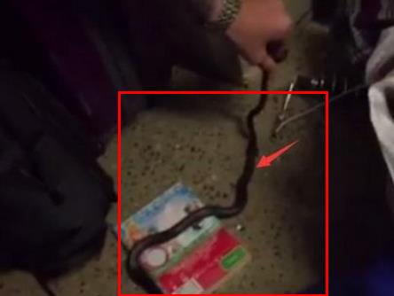 女子家中惊现诡异一幕吓坏众人(图) 女子家中惊现诡异一幕吓坏众人(图)