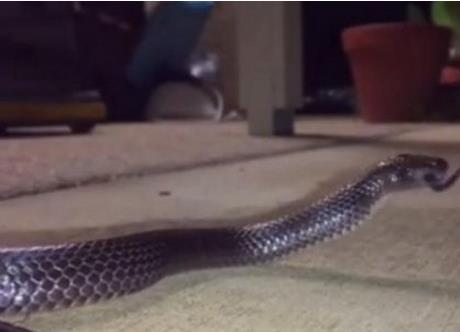 女子家中惊现诡异一幕吓坏众人(图) 女子家中惊现诡异一幕吓坏众人(图)