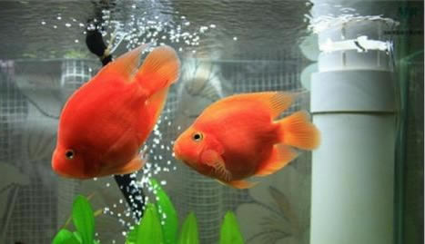 家里这物过大不招财反而漏财:你知道吗? 家里这物过大不招财反而漏财:你知道吗?