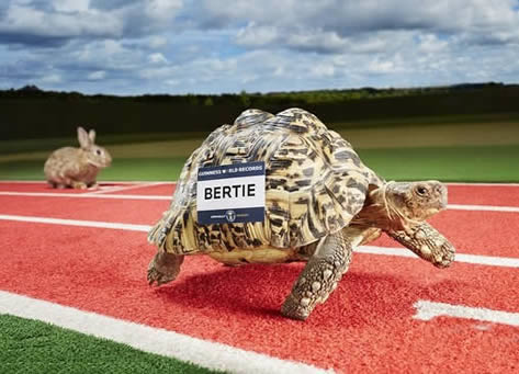 世界上爬行最快的乌龟 世界上爬行最快的乌龟