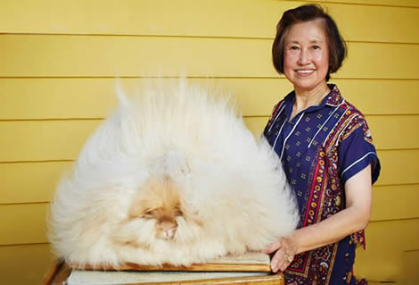 世界上兔毛最长的兔子 世界上兔毛最长的兔子