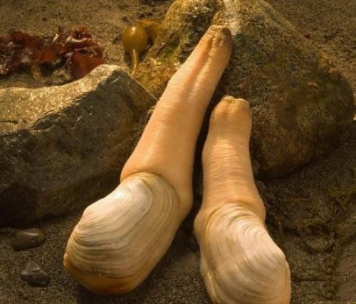 男子沙滩上挖洞 竟摸出这东西（组图）