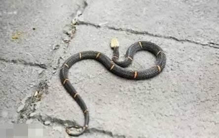 第一毒蛇竟在中国 至今无解药:被咬后会导致血液凝固 第一毒蛇竟在中国 至今无解药:被咬后会导致血液凝固