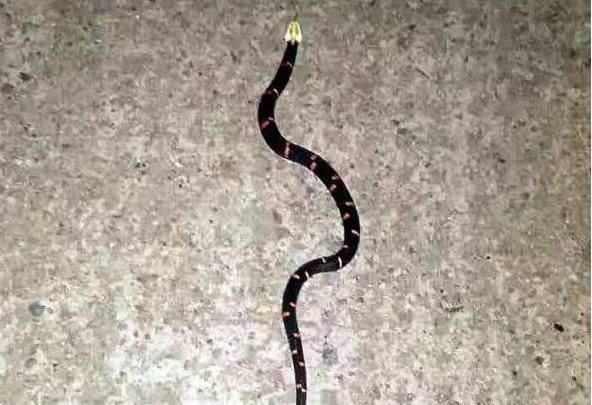 第一毒蛇竟在中国 至今无解药:被咬后会导致血液凝固 第一毒蛇竟在中国 至今无解药:被咬后会导致血液凝固