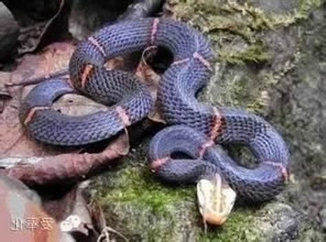 第一毒蛇竟在中国 至今无解药:被咬后会导致血液凝固 第一毒蛇竟在中国 至今无解药:被咬后会导致血液凝固