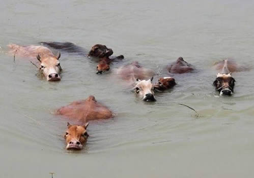 暴雨引发泥石流 村民家老黄牛被洪水冲走(图)