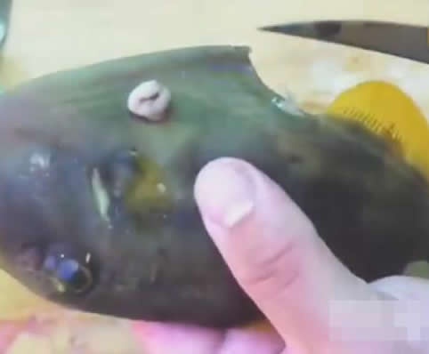 女子杀鱼在鱼肚里发现可怕东西（组图）