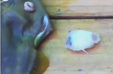 女子杀鱼在鱼肚里发现可怕东西（组图）