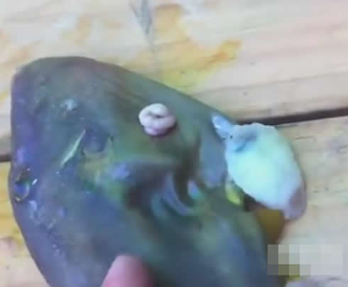 女子杀鱼在鱼肚里发现可怕东西（组图）