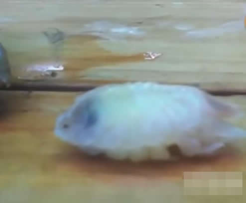 女子杀鱼在鱼肚里发现可怕东西（组图）