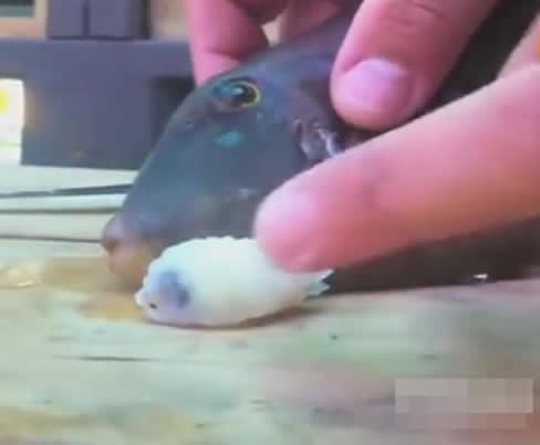 女子杀鱼在鱼肚里发现可怕东西（组图）