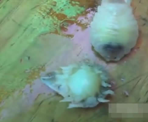 女子杀鱼在鱼肚里发现可怕东西（组图）
