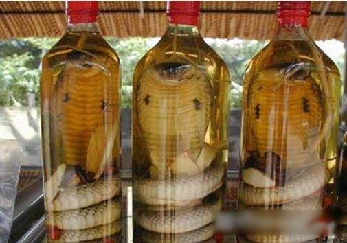 毒蛇泡在酒里,竟不死还咬伤人?