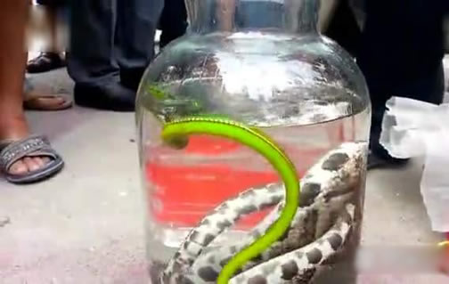 毒蛇泡在酒里,竟不死还咬伤人?