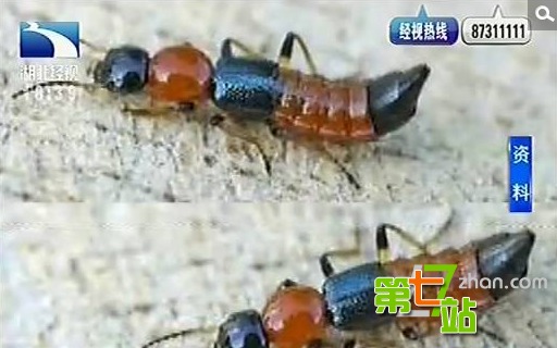 女子睡梦中拍蚊子醒来后已毁容（图）