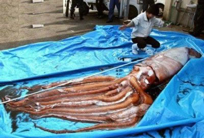 日本惊现巨型乌贼:或是天地异变大地震前兆(图) 日本惊现巨型乌贼:或是天地异变大地震前兆(图)