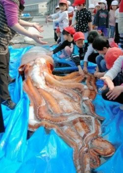 日本惊现巨型乌贼:或是天地异变大地震前兆(图) 日本惊现巨型乌贼:或是天地异变大地震前兆(图)