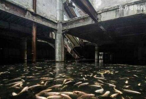 废弃大楼发现百万条鱼场面震惊（组图）
