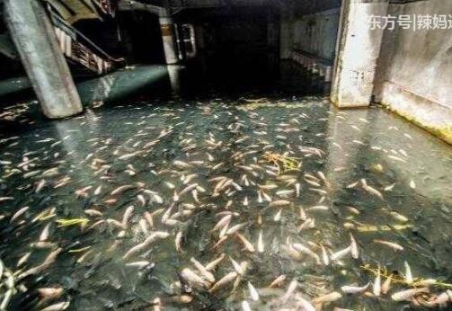 废弃大楼发现百万条鱼场面震惊（组图）