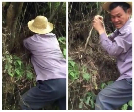 大叔被蛇咬伤后:竟这样自救（图）