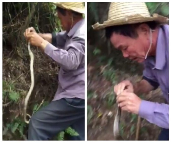 大叔被蛇咬伤后:竟这样自救（图）