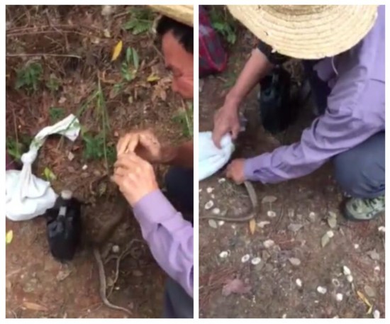 大叔被蛇咬伤后:竟这样自救（图）