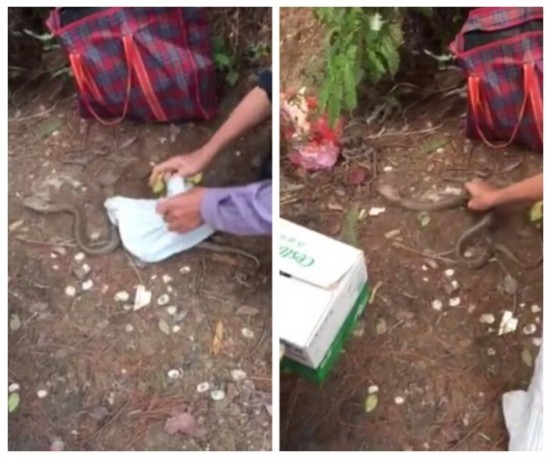 大叔被蛇咬伤后:竟这样自救（图）